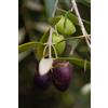 eGarden.store pianta Ulivo albero di Olivo varietà dolci da Mensa da mangiare pianta vera