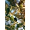 eGarden.store pianta Ulivo albero di Olivo varietà dolci da Mensa da mangiare pianta vera
