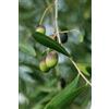 eGarden.store pianta Ulivo albero di Olivo varietà dolci da Mensa da mangiare pianta vera