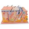 3B Scientific J13 Cute, Modello in Blocco, Ingrandito 70 Volte + software 0 di anatomia - 3B Smart Anatomy