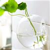 Sfera di vetro Vaso idroponico Contenitore Vaso per fiori Home Office Pub Bar