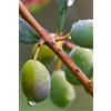 eGarden.store pianta Ulivo albero di Olivo varietà dolci da Mensa da mangiare pianta vera
