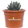 eGarden.store Pianta di Agave pianta succulenta ornamentale grassa vera con spine da esterno
