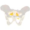 Giocattolo di Apprendimento Anatomico Scolastico Modello Scheletro Pelvico