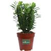 eGarden.store Pianta di Euphorbia Trigona pianta grassa succulenta vera ornamentale da interno