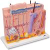 3B Scientific J16 Modello di Pelle in 3 Parti + software 0 di anatomia - 3B Smart Anatomy