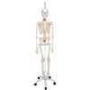 3B Scientific A15/3S Scheletro Feldi Lo Scheletro Funzionale su Cavalletto in Metallo da Appendere con 5 Rotelle + software 0 di anatomia - 3B Smart Anatomy