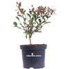 eGarden.store Pianta di Lagerstroemia Indica pianta vera vari colori ornamentale da esterno