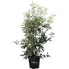 eGarden.store Pianta di Photinia Fraseri Red Robin Fotinia siepe vera ornamentale da esterno