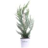 eGarden.store Pianta di Cipresso Cupressocyparis Leylandii vera ornamentale siepe da esterno