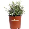 eGarden.store Pianta di Ceratostigma Willmottianum Plumbago Cinese vera fiore blu da esterno