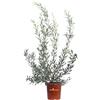 eGarden.store Pianta di Grevillea Olivacea vera ornamentale cespuglio da fiore da esterno