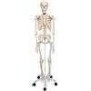 3B Scientific A10 Scheletro su Cavalletto in Metallo con 5 Rotelle + software 0 di anatomia - 3B Smart Anatomy