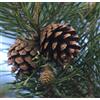 Olio Essenziale Da Pino Silvestre Puro E Naturale 1 Litro