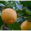 sweet garden Olio Essenziale Di Limone Puro E Naturale 500 Ml