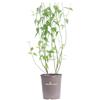 eGarden.store Pianta di Kerria Japonica Pleniflora Rosa Giapponese vera fiore giallo esterno