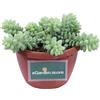 eGarden.store Pianta di Sedum pianta grassa succulenta ornamentale vera da arredo interno