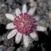 Erboristeria I Girasoli Pink Flannel Flower 30 ml Preparazione pronta all'uso
