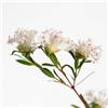 Erboristeria I Girasoli Slender Rice Flower 50 ml Preparazione pronta all'uso