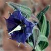 Erboristeria I Girasoli Rough Bluebell 30 ml Preparazione pronta all'uso