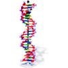 Molymod Modello a doppia elica di DNA Molymod, 22 segmenti, kit miniDNA