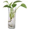 Vaso in vetro da appendere alla parete 25 cm Contenitore per terrario idroponico