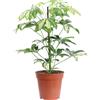 eGarden.store pianta di Schefflera Arboricola vera ornamentale verde e variegata da interno