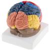 Modello Anatomico di Cervello Umano - Anatomia