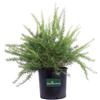eGarden.store pianta di Grevillea Juniperina pianta da esterno pianta vera da giardino o siepe