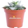 eGarden.store Pianta di Agave pianta succulenta ornamentale grassa vera con spine da esterno