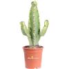 eGarden.store Pianta di Euphorbia Ingens vera ornamentale cactus da appartamento in vaso