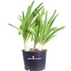 eGarden.store Pianta di Agapanto Agapanthus pianta da fiore vera ornamentale da esterno