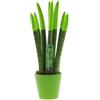 Sansevieria Cylindrica Velvet TouchZ® M 18cm con coprivaso in ceramica colorata
