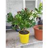 Vivaio di Castelletto Limone lunario "Citrus limon" 4 stagioni pianta in vaso giallo 22 cm