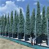 Vivaio di Castelletto Cipresso "Cupressus arizonica fastigiata" pianta mastello 40 cm h. 3.5/4 metri