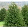 Vivaio di Castelletto Abete rosso "Picea abies" Peccio Albero di Natale in mastello h. 125/150 cm