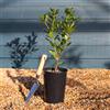 Vivaio di Castelletto Corbezzolo "Arbutus unedo" Strawberry Tree 3 piante da frutto in vaso bio ø8 cm