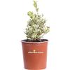 eGarden.store Pianta di Osmanto Osmanthus Heterophyllus Variegatus vera ornamentale da esterno