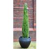 Vivaio di Castelletto Cipresso toscano "Cupressus sempervirens Totem" pianta IN vaso ø38 H 170/200 cm