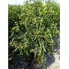 Vivaio di Castelletto Limone caviale giallo "Citrus australasica" pianta di Finger Lime mastello 40 cm