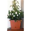 BAMA spa Vaso ad Angolo per Piante e Fiori victoria colore terracotta 54 x 40 x 45 cm