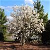 Vivaio di Castelletto Magnolia giapponese "Magnolia Stellata" pianta in vaso 26 cm h. oltre 2 metri