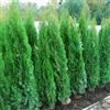 Vivaio di Castelletto Tuia smeraldo "Thuja occidentalis Smaragd" 24 piante in vaso ø9 cm