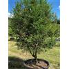 Vivaio di Castelletto Limone caviale rosso "Citrus australasica" pianta di Finger Lime mastello 40 cm