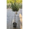 Vivaio di Castelletto Ulivo Olivo "Olea europea" pianta alberello vaso ø22 cm h. 70/80 cm FOTO REALI