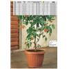 BAMA Vaso da terra giardini esterno colore terracotta 50 cm bama