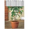 BAMA spa Vaso da terra per piante colore terracotta 70 cm Bama