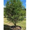 Vivaio di Castelletto Limone caviale verde "Citrus australasica" pianta di Finger Lime mastello ø40 cm