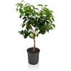 Vivaio di Castelletto Pompelmo rosa "Citrus Paradisi" pianta di Agrumi di Sicilia in vaso 22 cm