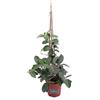 eGarden.store Pianta di Stephanotis Floribunda Gelsomino Madagascar vera rampicante da esterno